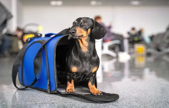 Emissão de certificação online passa a valer para viagens com pets à Europa