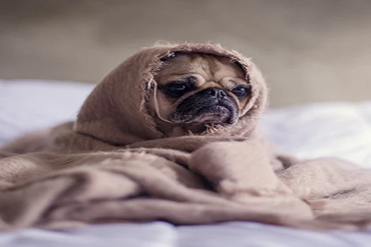 Clima mais frio agrava dores articulares e musculares e prejudica bem-estar dos pets