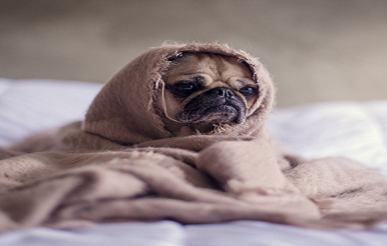 Clima mais frio agrava dores articulares e musculares e prejudica bem-estar dos pets