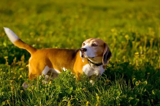 Cães “salsichas” têm 25% mais chance de ter hérnia de disco