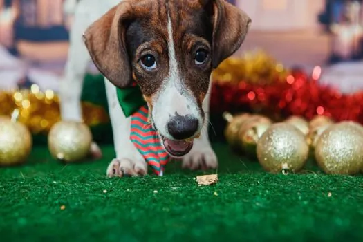 Bloquinho Pet terá concurso de fantasia de cães e adoção