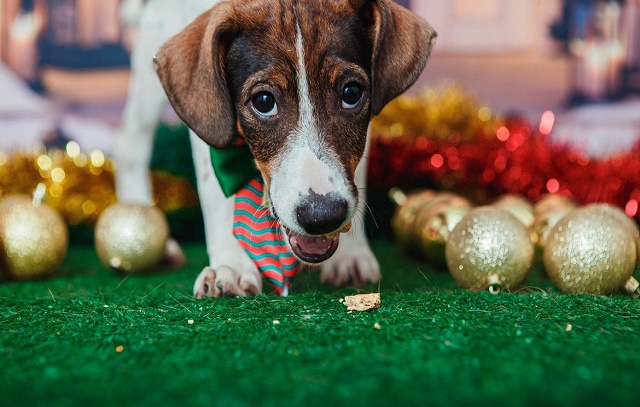 Bloquinho Pet terá concurso de fantasia de cães e adoção