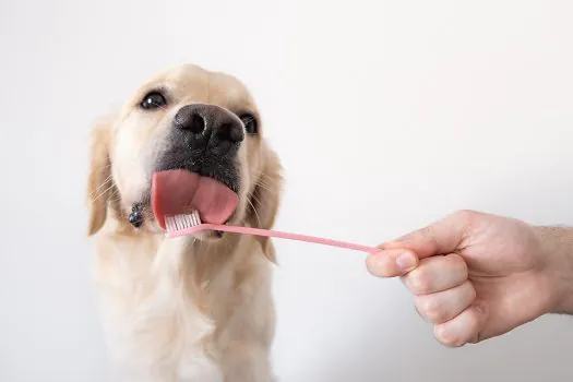 Quatro dicas para cuidar da higiene oral dos pets