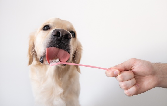 Quatro dicas para cuidar da higiene oral dos pets