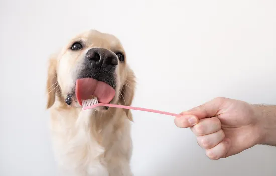 Quatro dicas para cuidar da higiene oral dos pets