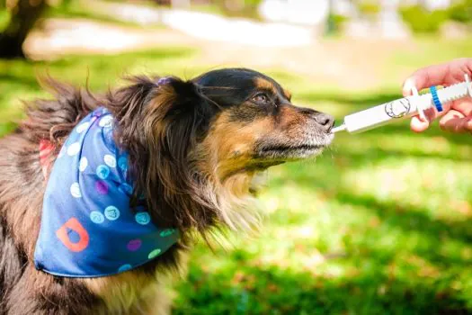 Mitos e verdades sobre doenças respiratórias e articulares nos pets