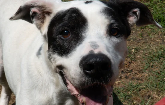 Adote um bom velhinho: campanha da Cosap incentiva adoção de animais mais velhos