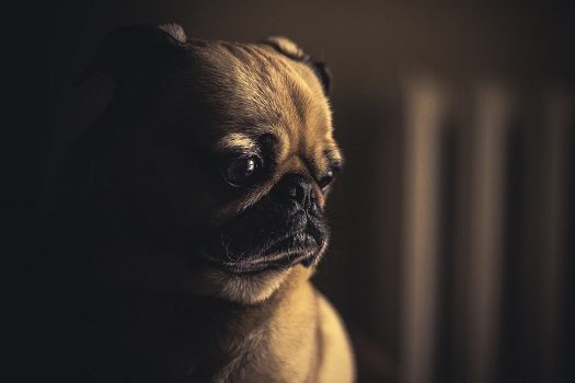 Pets também podem desenvolver depressão