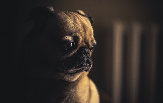 Pets também podem desenvolver depressão