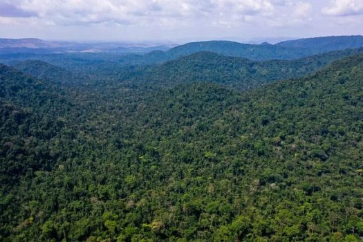 Ecologistas lutam contra desmatamento e pobreza na Amazônia