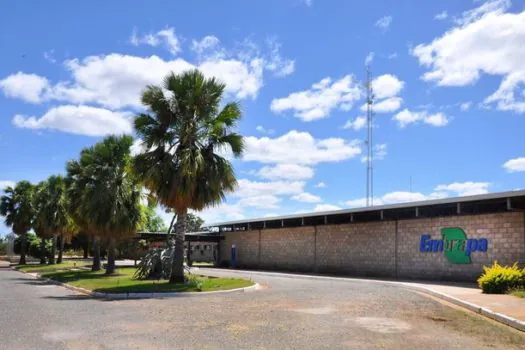 Justiça determina que MST desocupe fazenda da Embrapa em Pernambuco