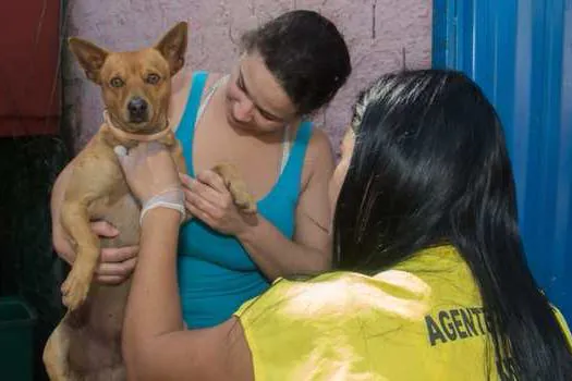 Santo André realiza encoleiramento de cães e gatos contra a febre maculosa