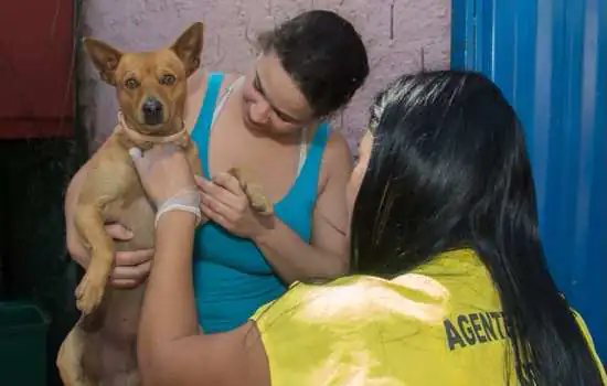 Santo André realiza encoleiramento de cães e gatos contra a febre maculosa