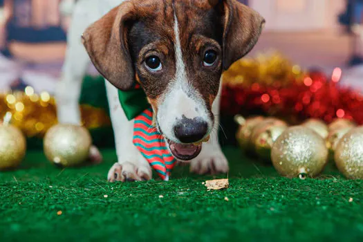 Animais de estimação viram modelos fotográficos para estimular adoção