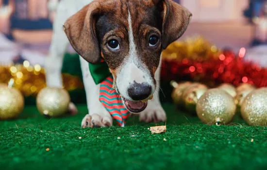 Animais de estimação viram modelos fotográficos para estimular adoção