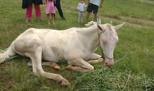 Equipe Ambiental de Ribeirão Pires salva cavalo vítima de maus-tratos