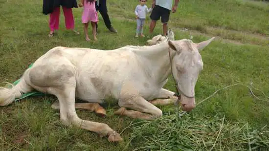 Equipe Ambiental de Ribeirão Pires salva cavalo vítima de maus-tratos