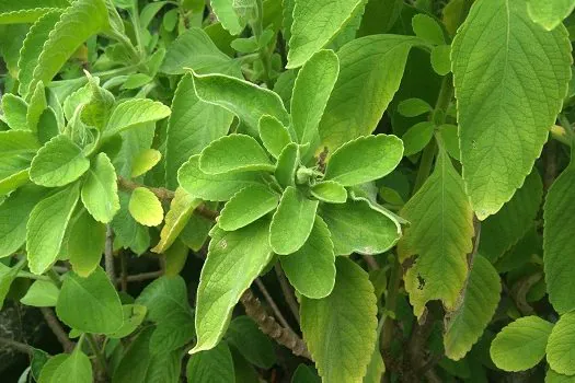 Chás e infusões com ervas e frutas são boa opção para se hidratar no inverno