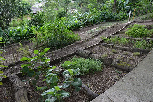 Governo Federal institui Comitê Nacional de Plantas Medicinais e Fitoterápicos