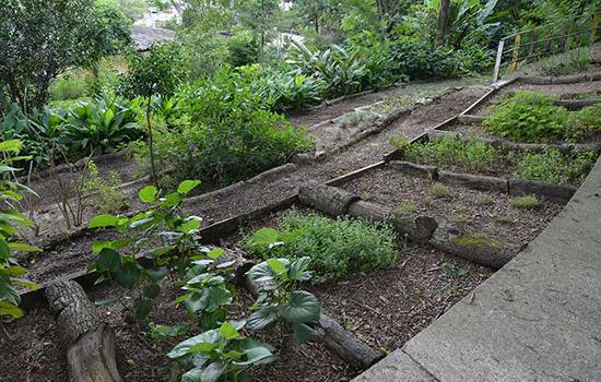 Parque Escola tem oficina de plantas medicinais