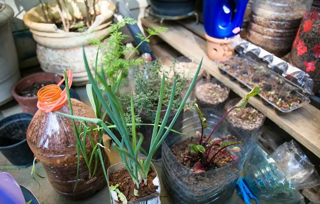 Escola de Ecologia de São Caetano promove curso de horta