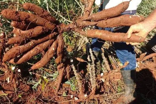 Escolas usam rede social e produtos locais para alimentação saudável