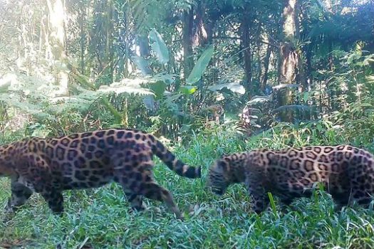 Enquete do Governo de SP vai escolher nome de filhote de onça-pintada