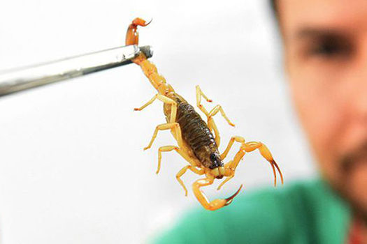 CCZ Diadema alerta para acidentes com escorpiões mais comuns no verão