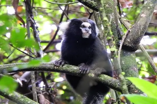 Primata em ameaça é registrado no Parque das Neblinas