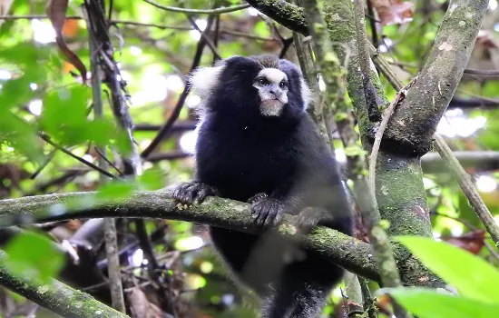 Primata em ameaça é registrado no Parque das Neblinas