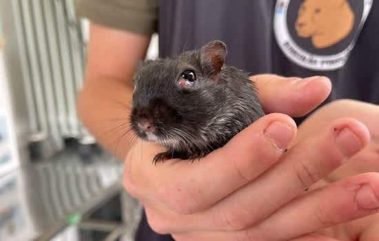 O esquilo-da-Mongólia é um pequeno roedor