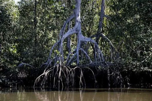 Estudos apontam que manguezais evitam que atmosfera absorva carbono