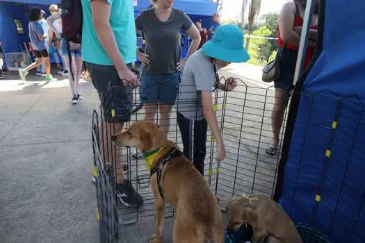 Feira “Eu amo, eu adoto” bate recorde do ano com 58 animais adotados