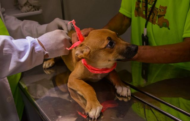 Causa Animal: Lei promulgada no Estado já vale desde 2021 em Ribeirão Pires