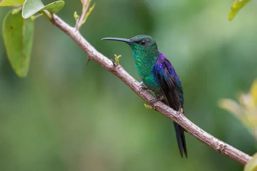 Aves brasileiras são atração de abril e maio nas estações Faria Lima e Higienópolis