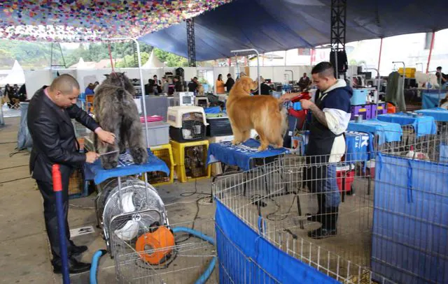 Exposição e Competição de Cães de Raça Pura agitou o fim de semana em Ribeirão Pires