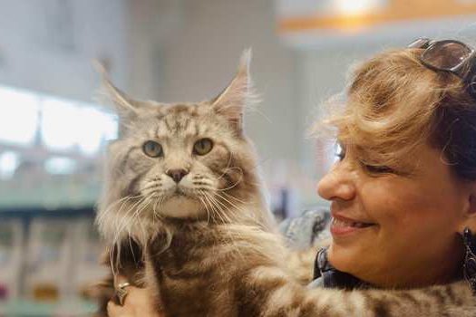 Exposição de gatos gigantes reúne mais de 5.000 pessoas em Santo André