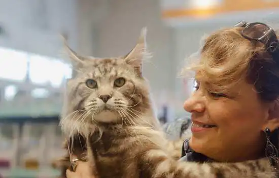 Exposição de gatos gigantes reúne mais de 5.000 pessoas em Santo André