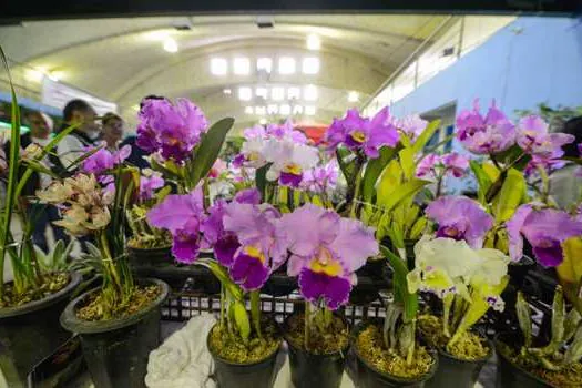 Festival em São Bernardo celebra a chegada da Primavera