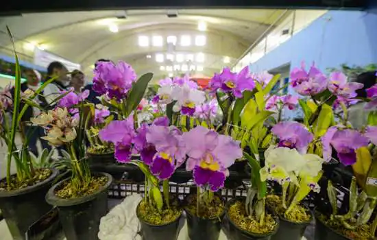 Festival em São Bernardo celebra a chegada da Primavera