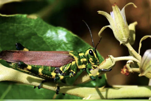 Projeto Trilha da Natureza realiza exposição fotográfica e visita virtual guiada