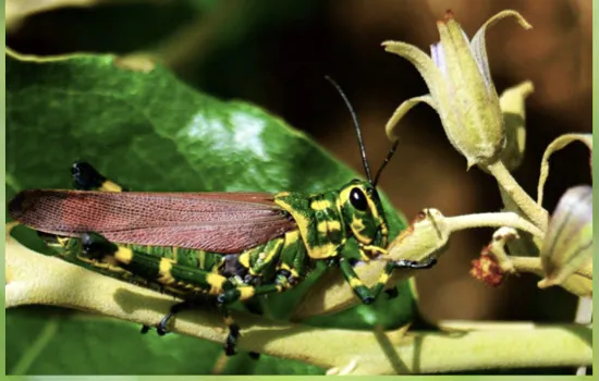 Projeto Trilha da Natureza realiza exposição fotográfica e visita virtual guiada