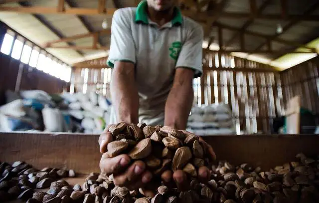 Extrativistas querem que produtos tenham chancela de povo amazônico