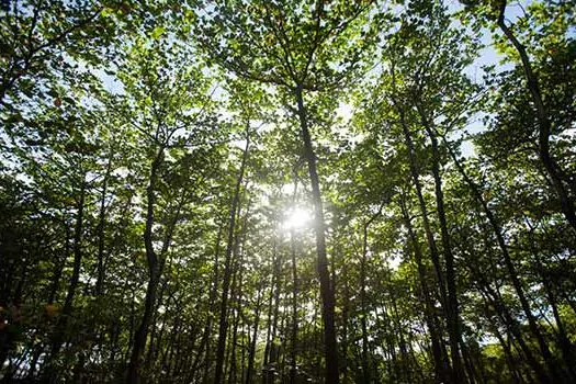 Fábrica de Florestas planta 600 mil mudas nativas da Mata Atlântica