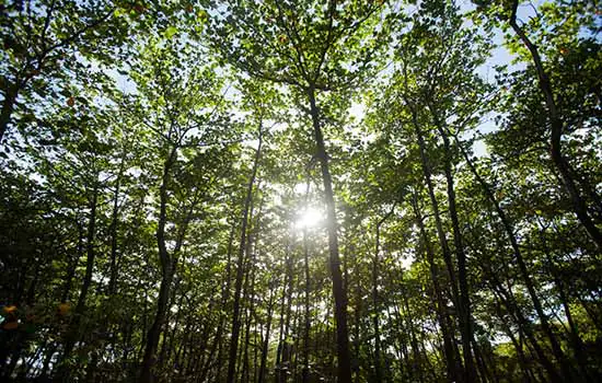 Fábrica de Florestas planta 600 mil mudas nativas da Mata Atlântica