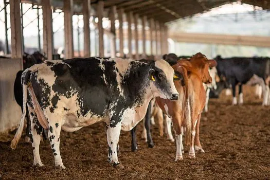 Vacinação contra febre aftosa começa neste domingo