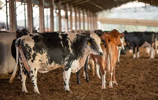 Vacinação contra febre aftosa começa neste domingo