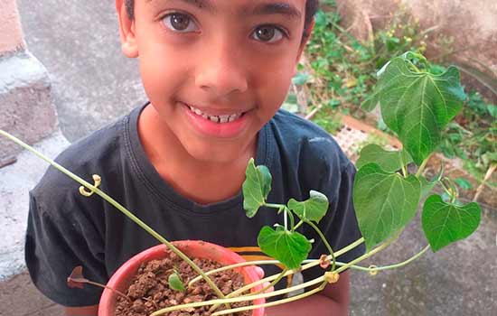 Outra atividade pedagógica é a “plantinha de feijão”