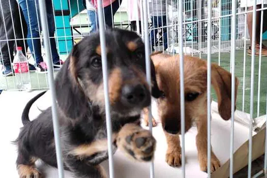 Feira de Adoção de Cães e Gatos marca presença na FLIRP neste sábado (24)