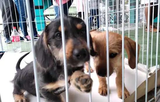 Feira de Adoção de Cães e Gatos marca presença na FLIRP neste sábado (24)